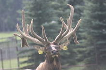 Elk in Alberta, Canada at Sun Creek Ranches